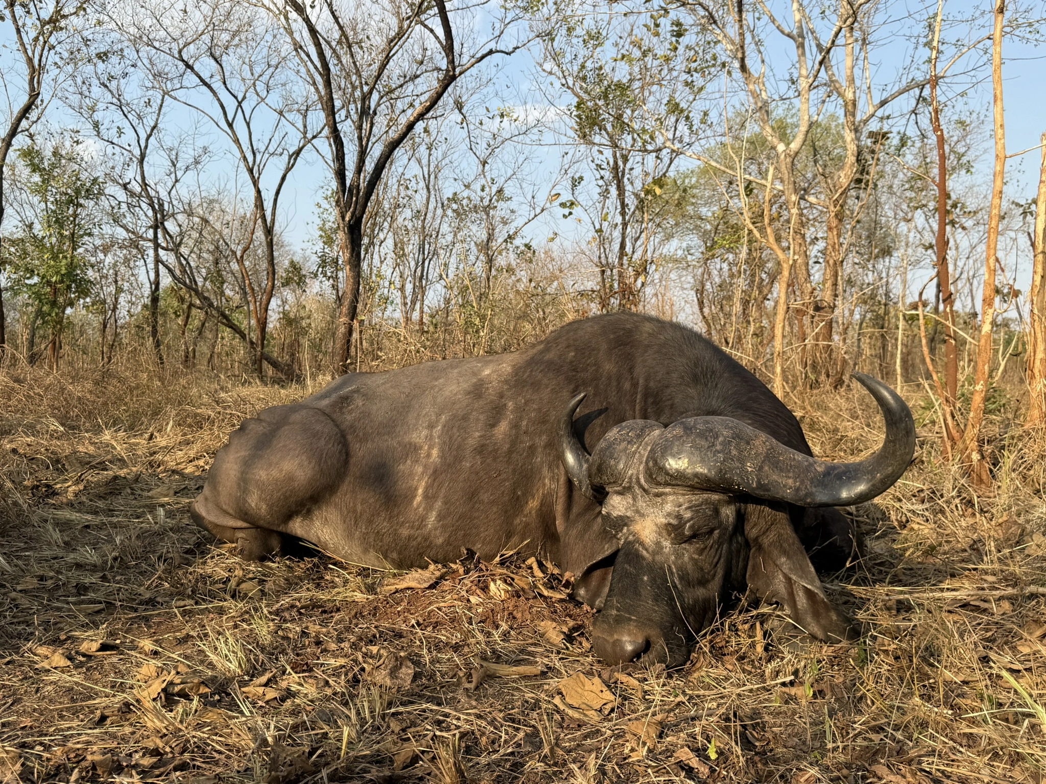 Matandu safari